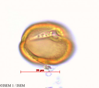 Billia columbiana - lame n° 29244